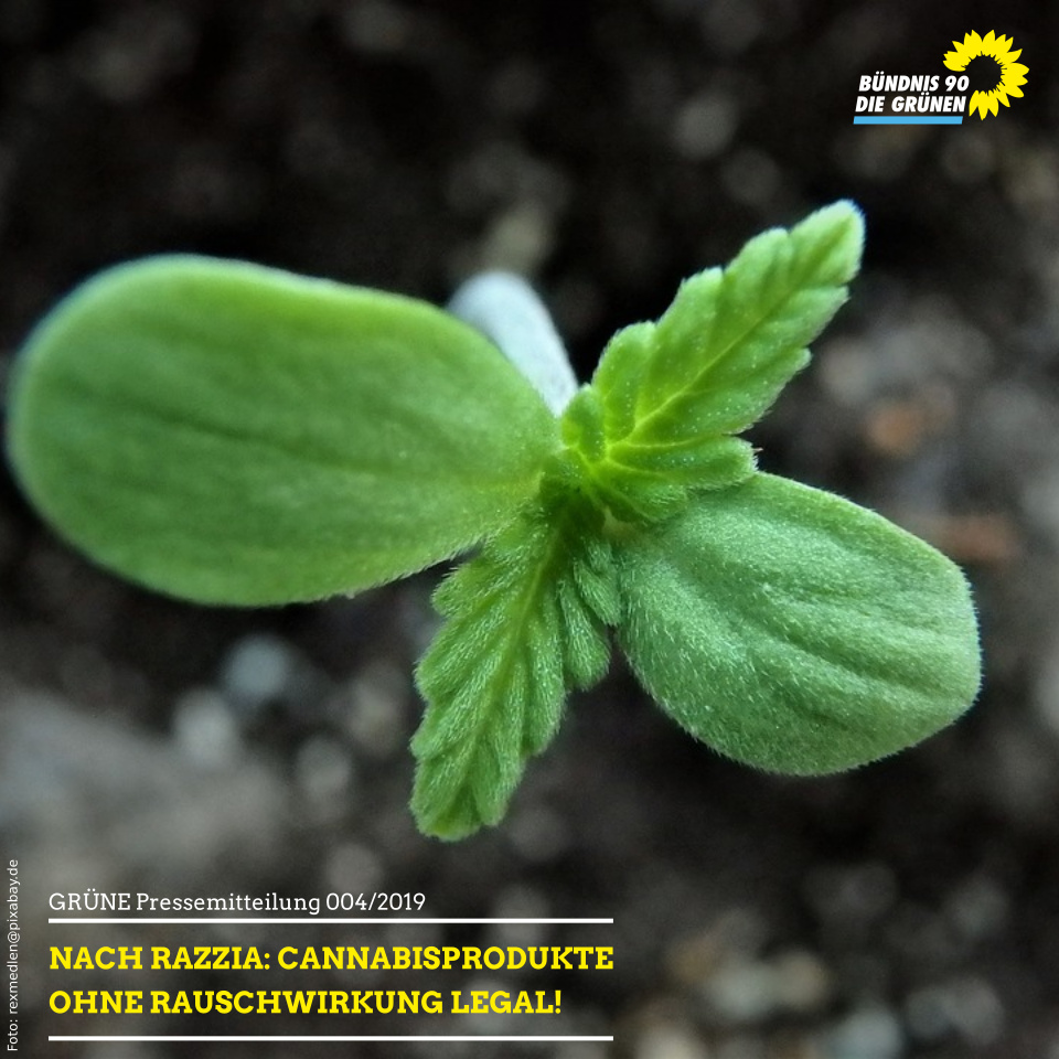 Schößling einer Cannabis-Pflanze