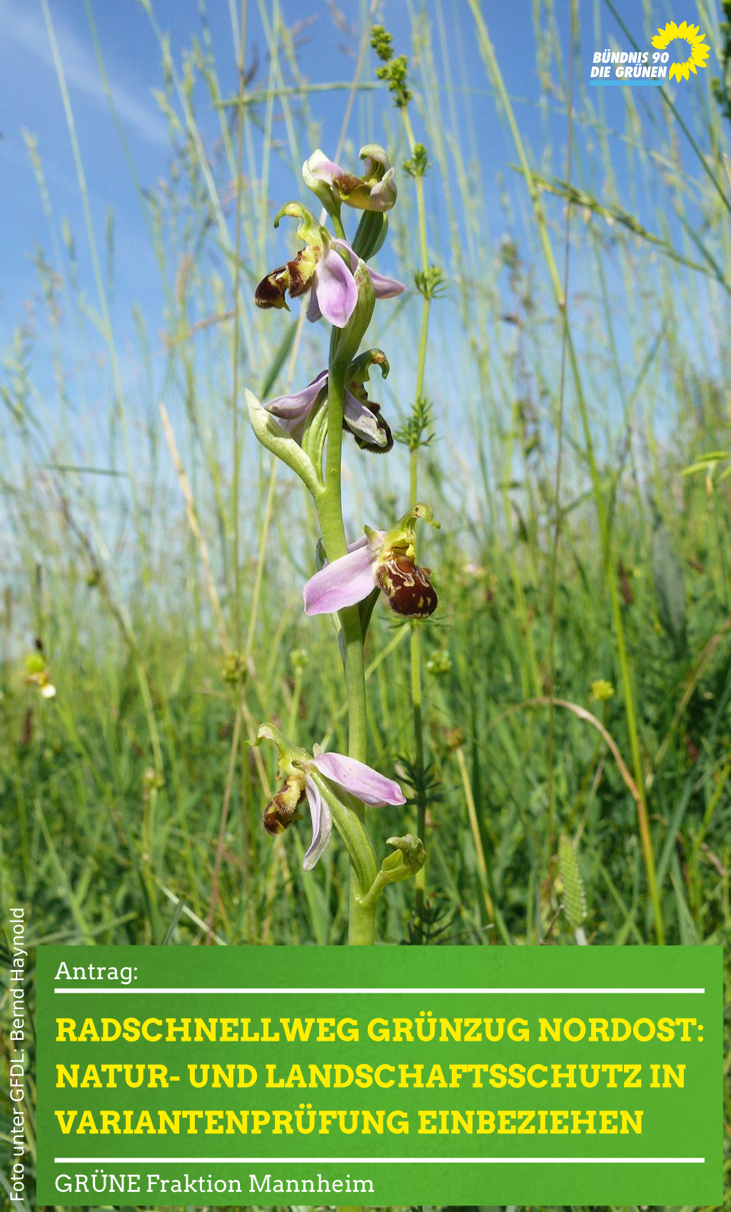 Orchideen in Wiese