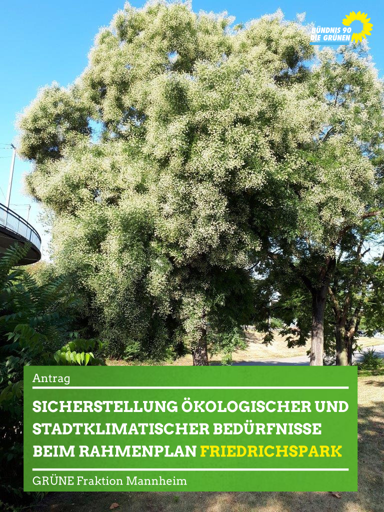 Blühender Baum im Friedrichspark