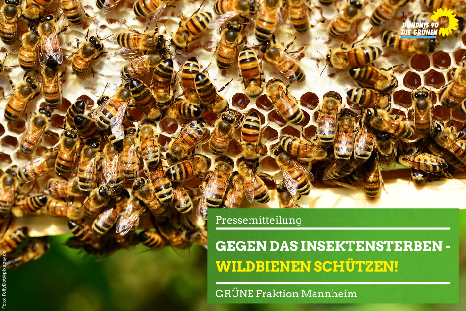 Bienen auf einer Wabe