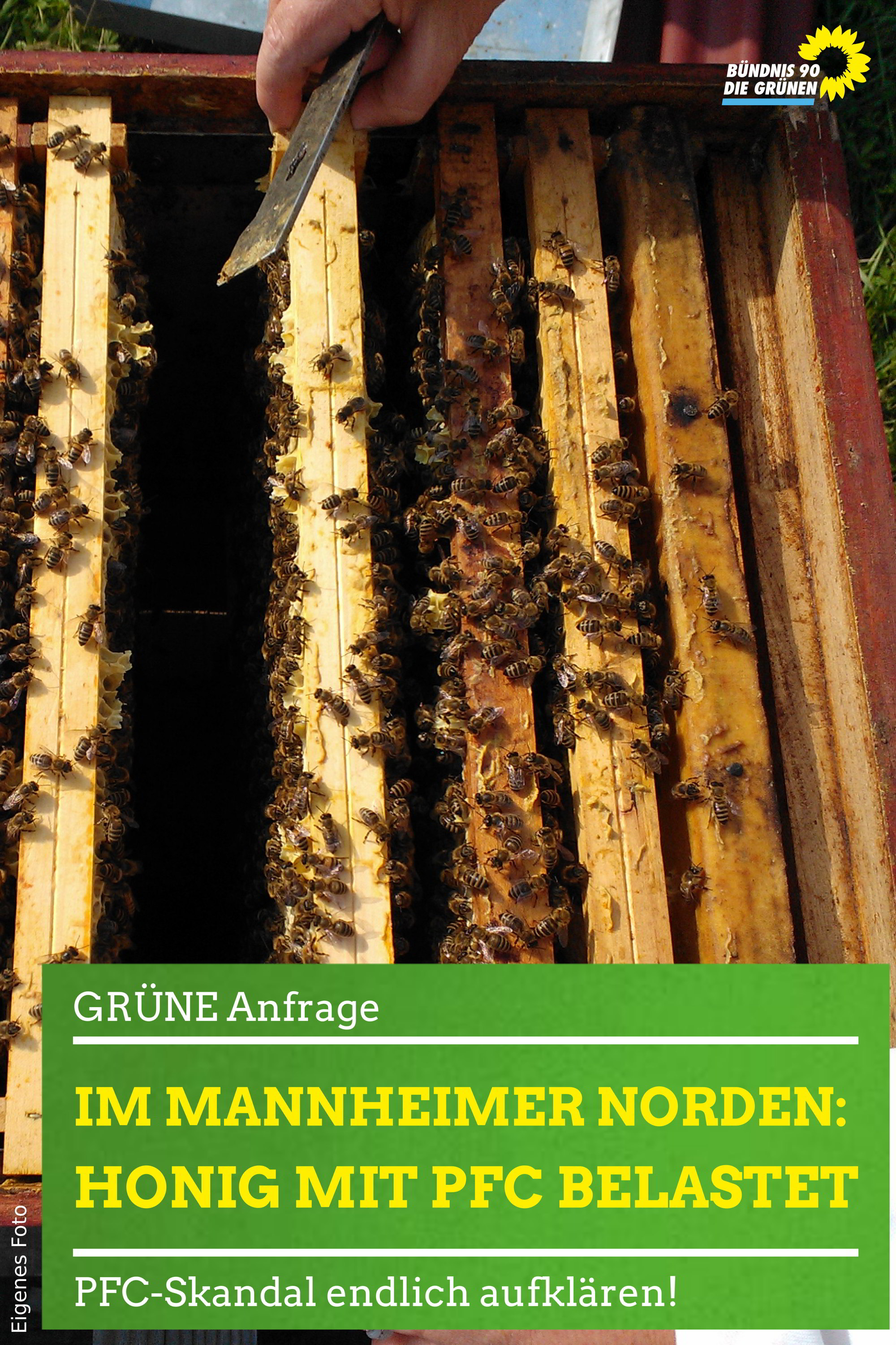 Honigwaben mit Bienen