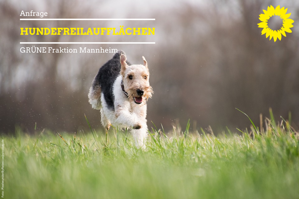 Hund läuft über Wiese