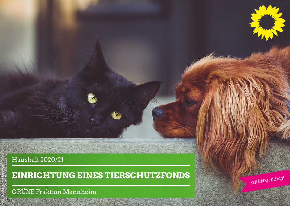 Hund und Katze einträchtig nebeneinander