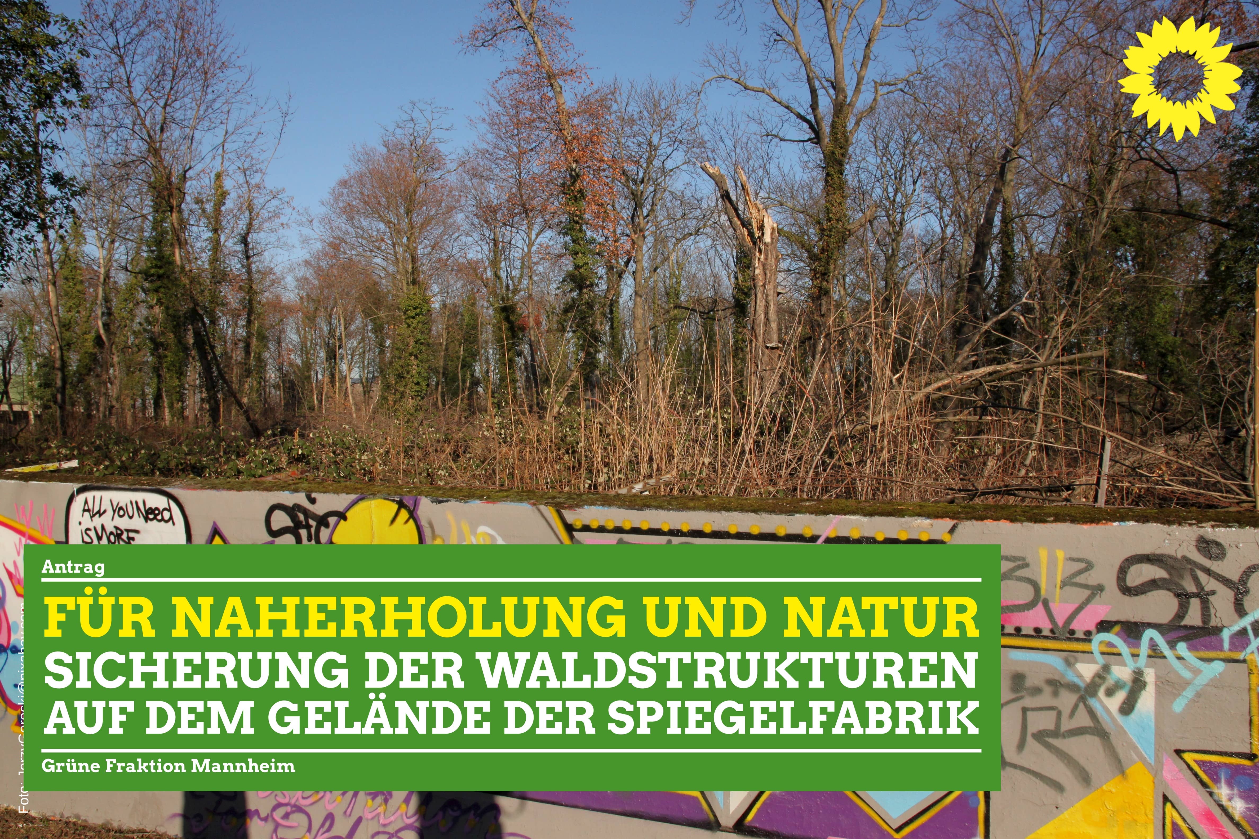 Wald auf dem Gelände der Spiegelfabrik vor der Rodung